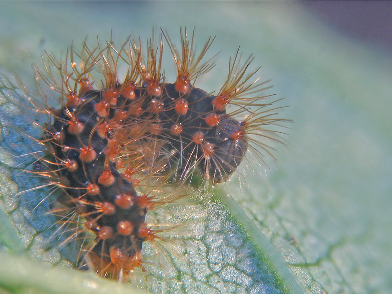 Saturnia pyri